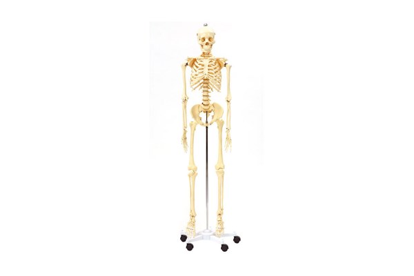 Skelett 170 cm