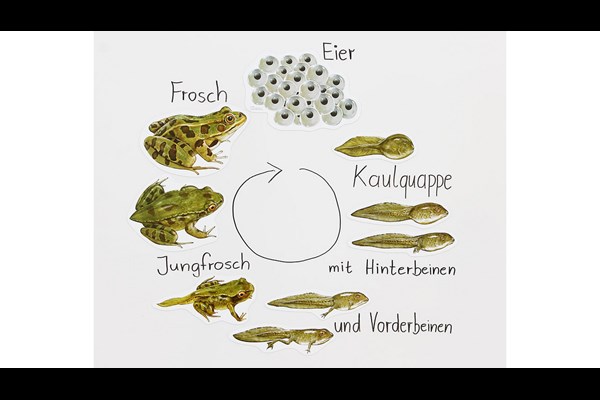 Magnetischer Lebenszyklus Frosch
