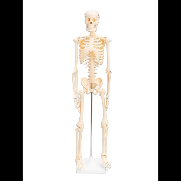Kleines Skelett auf Stativ, ohne Sockel 80 cm hoch