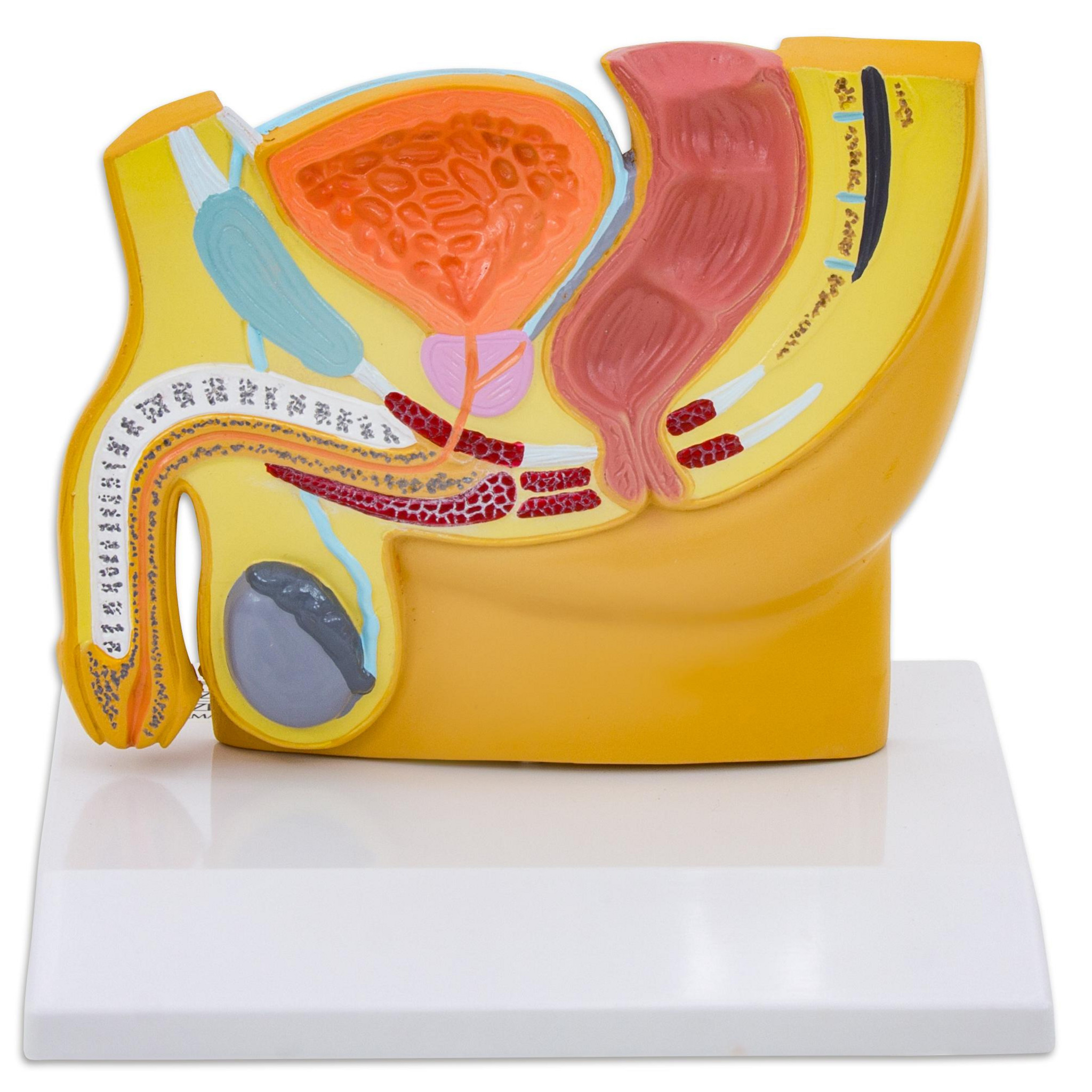 Männlicher Beckenschnitt