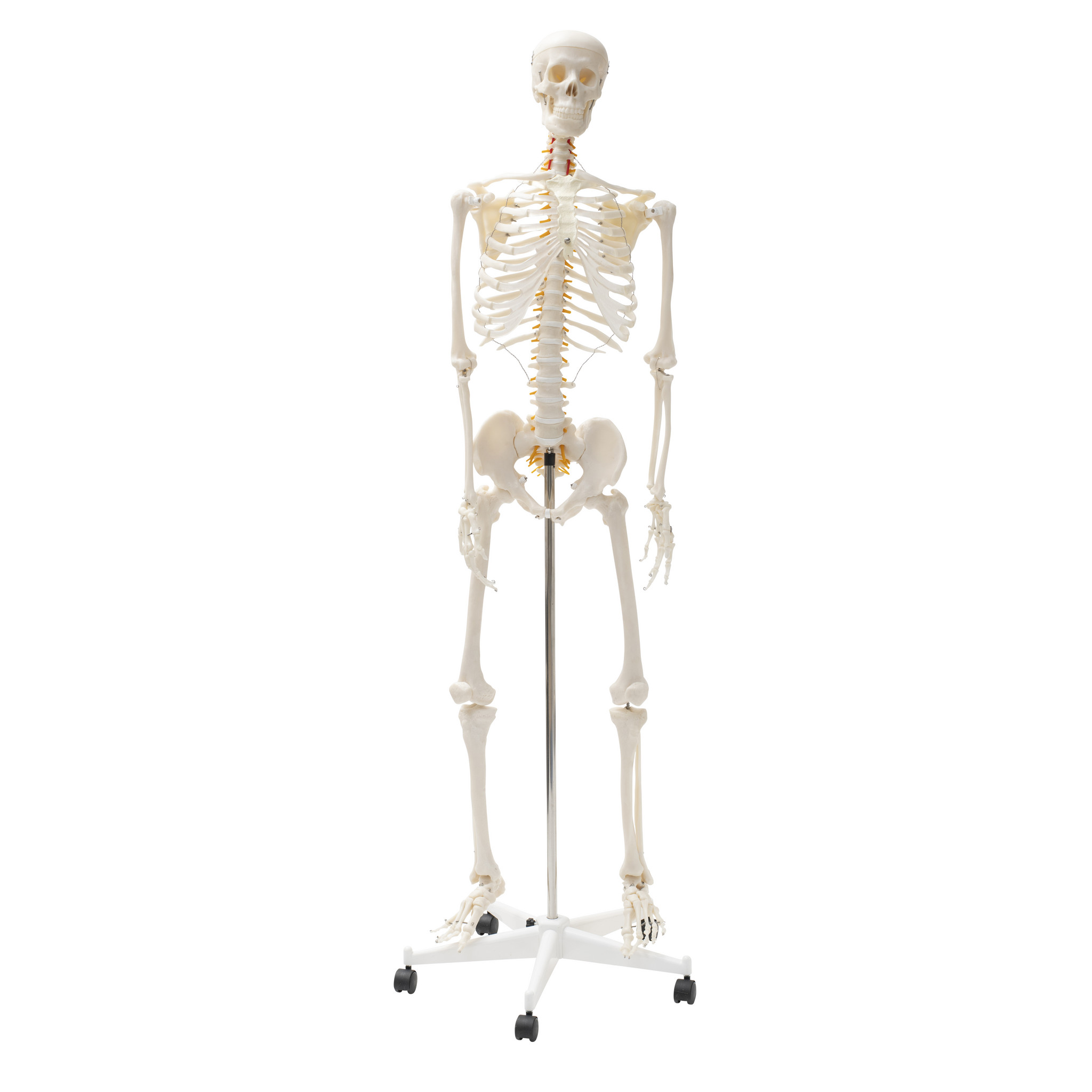 Skelett 170 cm
