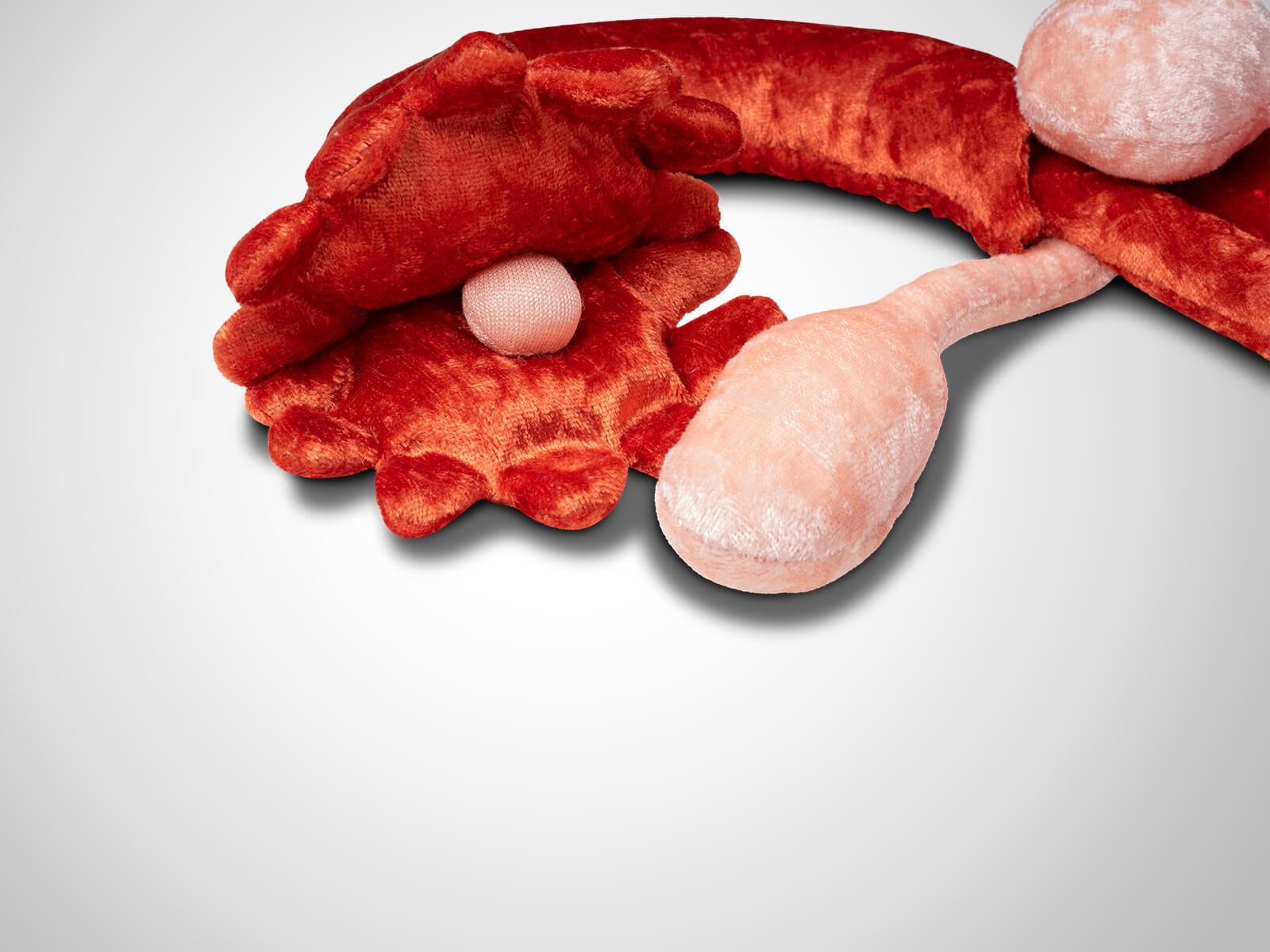 Paomi Zyklusmodell „Anke“