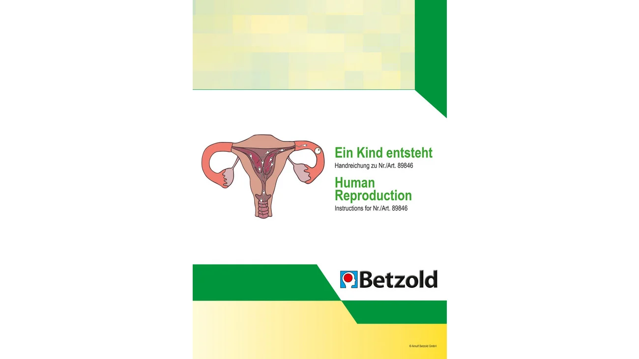 Betzold Ein Kind entsteht