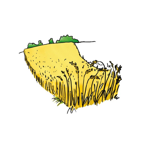 Vocabular Wortschatzbilder: Tiere, Pflanzen, Natur