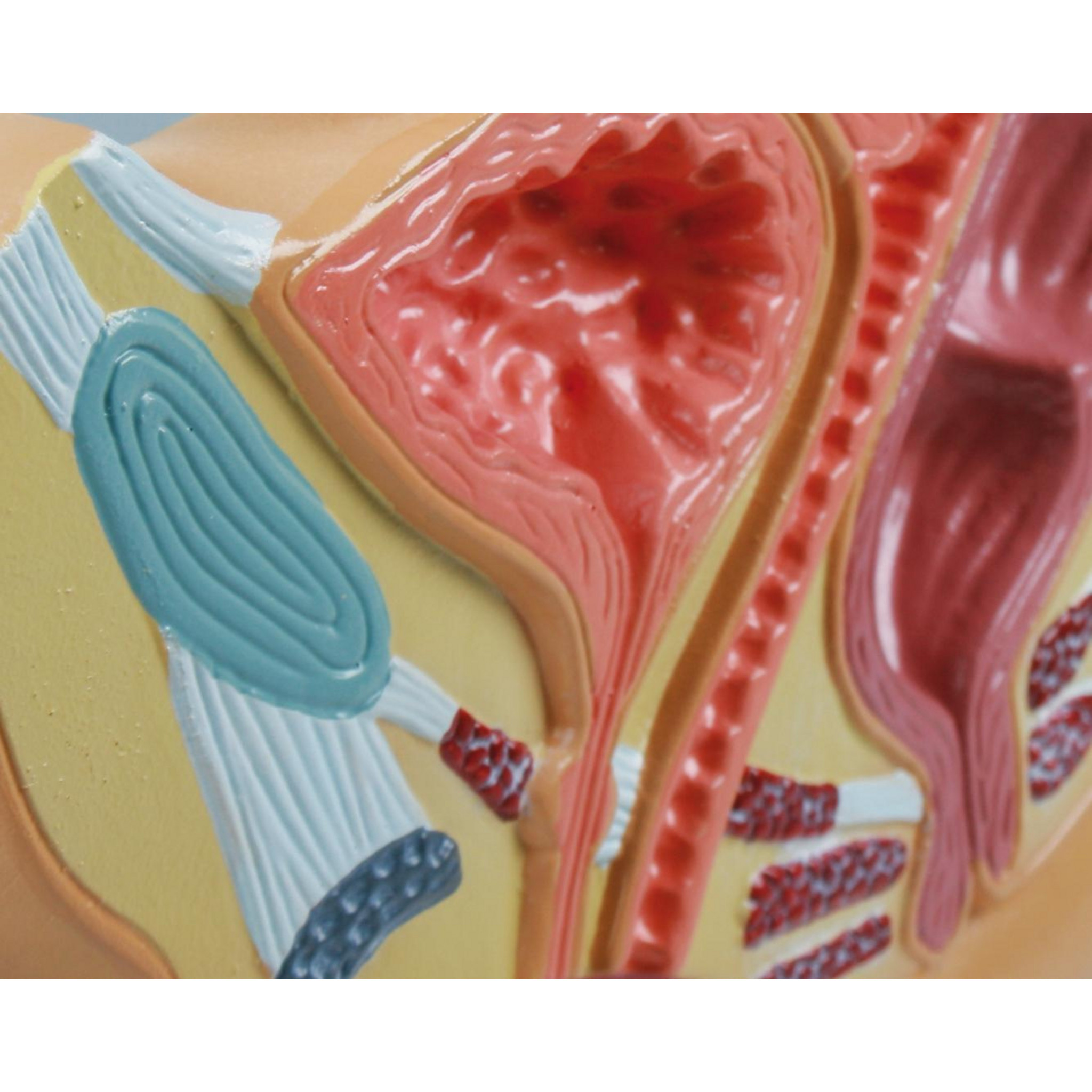 Weiblicher Beckenschnitt