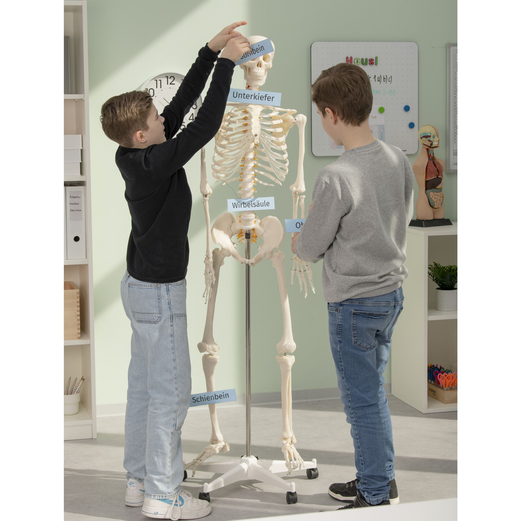 Skelett 170 cm