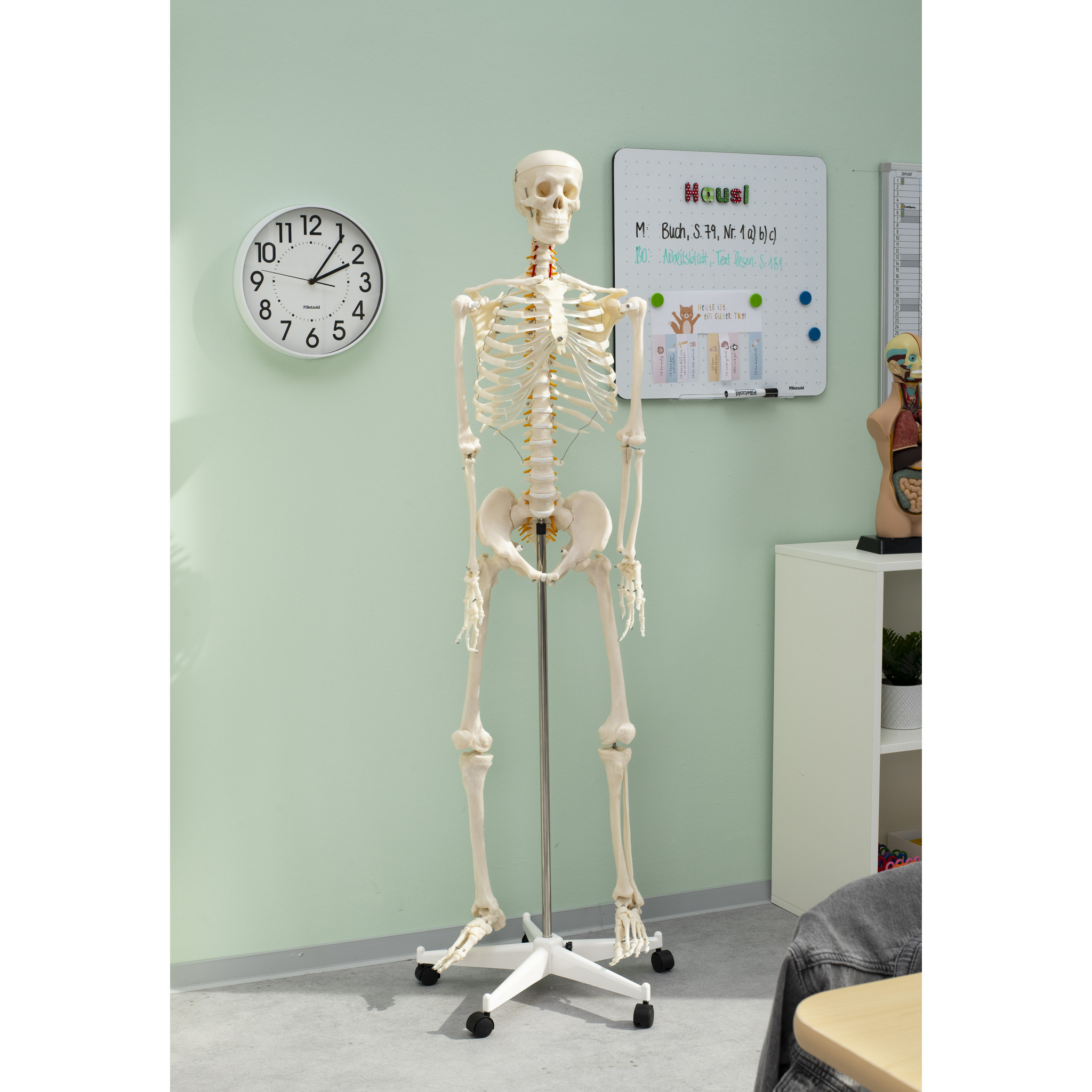 Skelett 170 cm