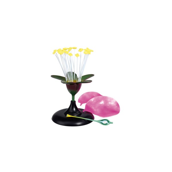 Kirschblüte