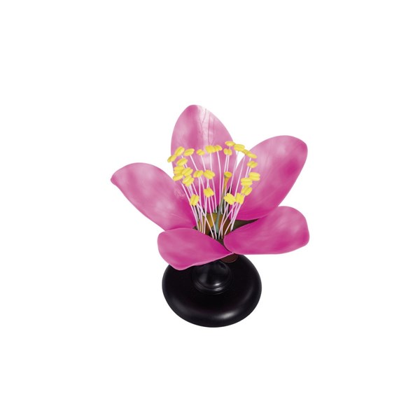 Kirschblüte