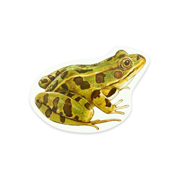 Magnetischer Lebenszyklus Frosch