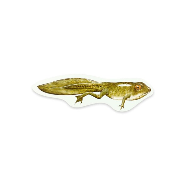 Magnetischer Lebenszyklus Frosch