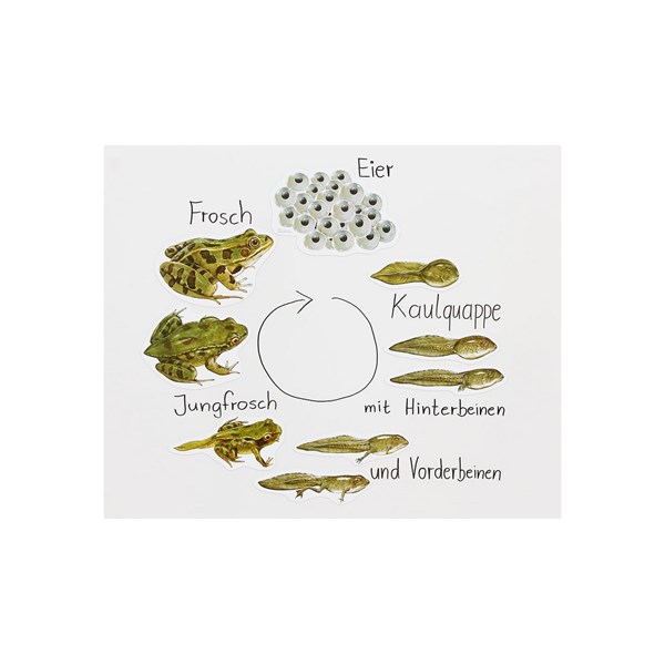 Magnetischer Lebenszyklus Frosch