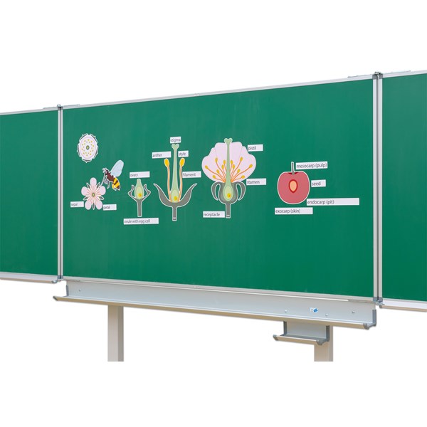 Die Kirschblüte - Von der Blüte bis zur Frucht
