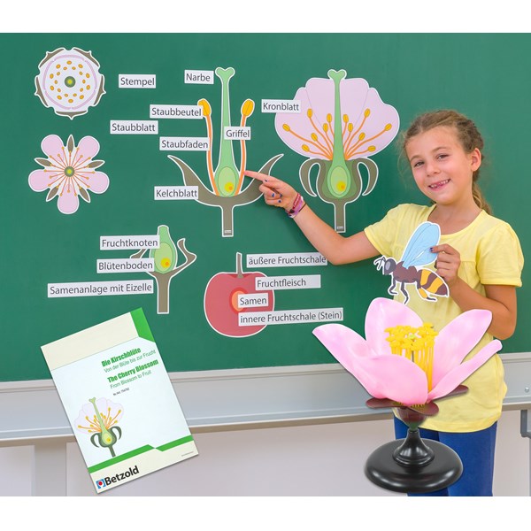 Die Kirschblüte - Von der Blüte bis zur Frucht