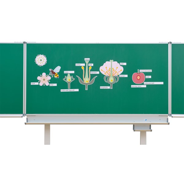 Die Kirschblüte - Von der Blüte bis zur Frucht